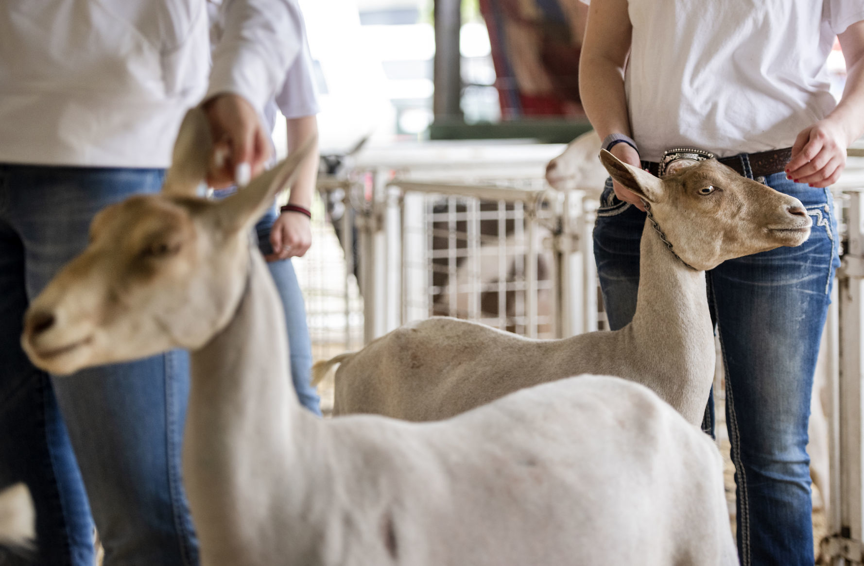 190526_GOAT02